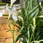 Iris formosana Virág