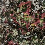 Mesembryanthemum crystallinum Leaf