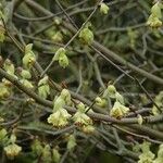 Corylopsis spicata ശീലം