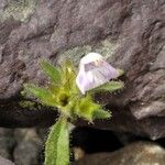 Galeopsis pyrenaica Blüte
