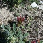 Astragalus incanus Цветок