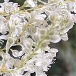 Fallopia baldschuanica Flower