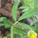 Lotus angustissimus Leaf