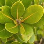 Sideroxylon borbonicum Yaprak
