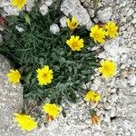 Hypochaeris robertia Flor