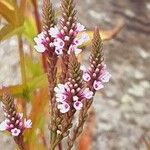 Verbena hastata 花