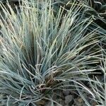 Festuca valesiaca ഇല