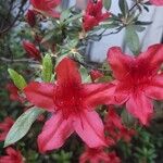 Rhododendron japonicum Blüte