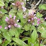 Lamium hybridum Blomst