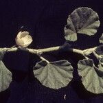 Malvella leprosa Leaf