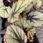 Begonia rex Leaf