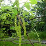 Juglans mandshurica Flor