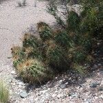 Echinopsis candicans Habit