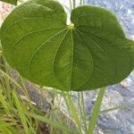 Dioscorea bulbifera Foglia