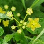 Cynanchum insipidum Blüte