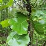 Quercus marilandica Leaf