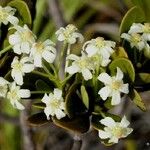 Baloghia drimiflora Çiçek