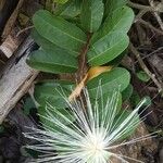 Morisonia flexuosa Flower