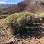 Euphorbia balsamifera Fuelha