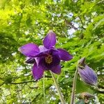 Aquilegia vulgaris Flor