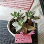 Graptopetalum paraguayense Folha