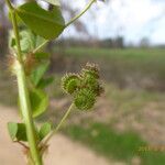 Medicago polymorpha Frukto