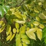 Copaifera aromaticaЛист