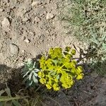 Euphorbia macroclada Flower