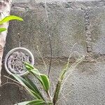 Ionopsis utricularioides Folha