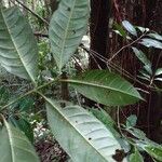 Faramea paniculata Лист