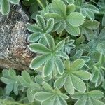 Potentilla nivalis Levél