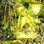 Pinguicula grandiflora Likasa