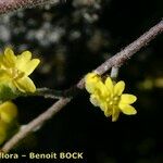 Aurinia petraea Otro