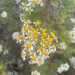 Gonospermum ferulaceum Квітка