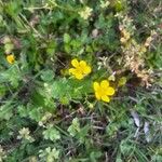 Ranunculus sardousFrukt