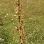 Rumex longifoliusКветка