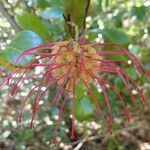 Grevillea meisneri ᱵᱟᱦᱟ