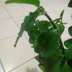 Gynura procumbens বাকল