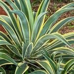 Agave demeesteriana Feuille