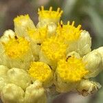 Helichrysum stoechas Цвят