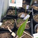 Hedychium coccineum Leaf