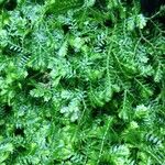 Selaginella stenophylla Хабит