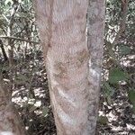 Pera glabrata Kôra