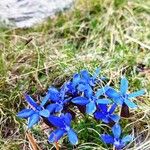 Gentiana sierrae Leaf