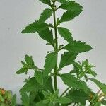 Scoparia dulcis List
