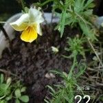 Viola aetolica Flower