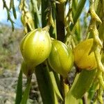 Epidendrum bogotense