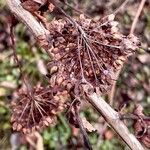 Physocarpus opulifolius Alia