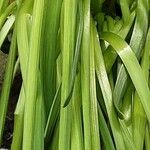 Narcissus cyclamineus Yaprak
