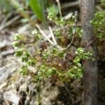 Radiola linoides Vivejo